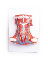 Anatomia del collo umano Erler Zimmer C329