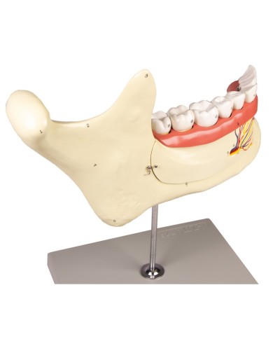 Modello anatomico di mascella inferiore scomponibile in 6 parti Erler Zimm Modello anatomico di mascella inferiore scomponibile in 6 parti Erler Zimm