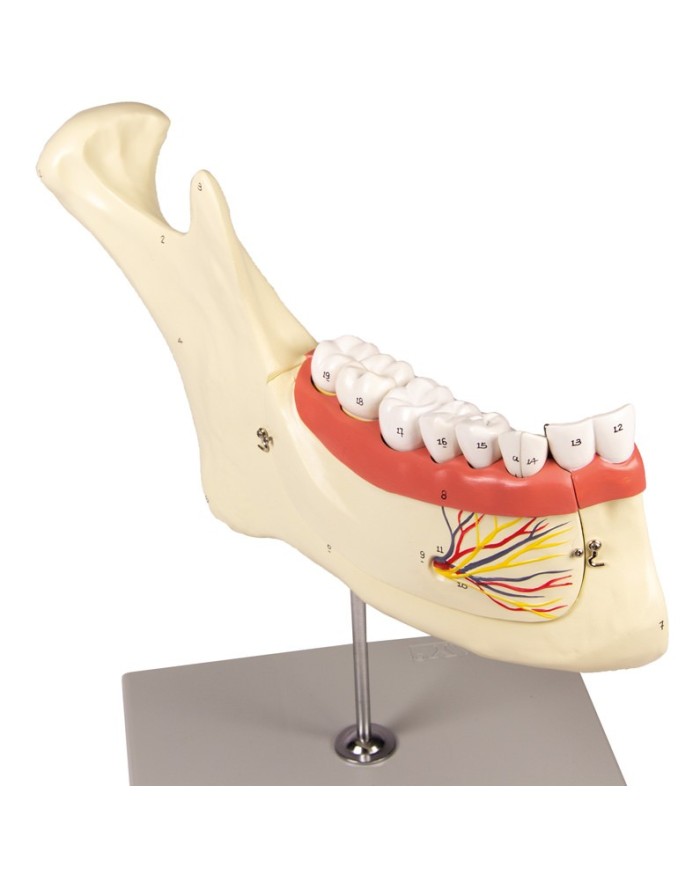 Modello anatomico di mascella inferiore scomponibile in 6 parti Erler Zimm