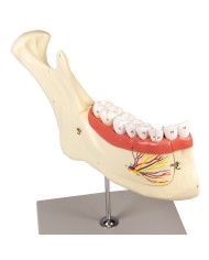 Modello anatomico di mascella inferiore scomponibile in 6 parti Erler Zimm