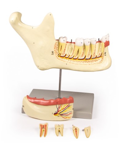 Modello anatomico di mascella inferiore scomponibile in 6 parti Erler Zimm