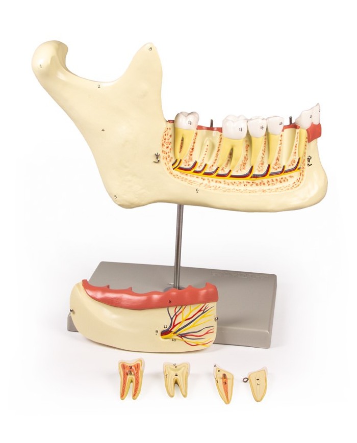 Modello anatomico di mascella inferiore scomponibile in 6 parti Erler Zimm