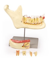Modello anatomico di mascella inferiore scomponibile in 6 parti Erler Zimm
