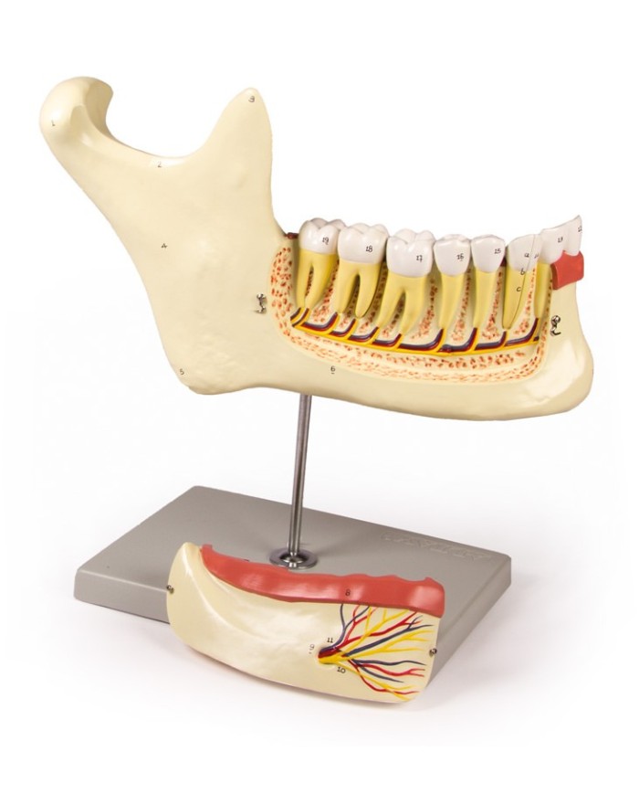 Modello anatomico di mascella inferiore scomponibile in 6 parti Erler Zimm