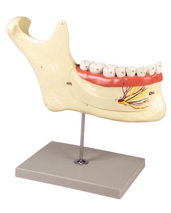 Modello anatomico di mascella inferiore scomponibile in 6 parti Erler Zimm