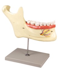 Modello anatomico di mascella inferiore scomponibile in 6 parti Erler Zimm