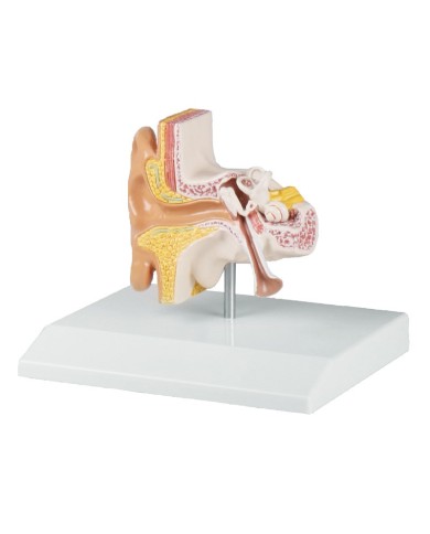 Modello anatomico di orecchio ingrandito di 1 5 volte Erler Zimmer E220 Modello anatomico di orecchio ingrandito di 1 5 volte Erler Zimmer E220