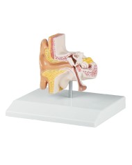 Modello anatomico di orecchio ingrandito di 1 5 volte Erler Zimmer E220
