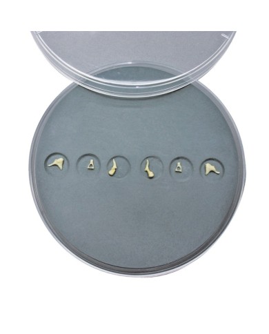 Set di ossicini dell orecchio Erler Zimmer E300 Set di ossicini dell orecchio Erler Zimmer E300