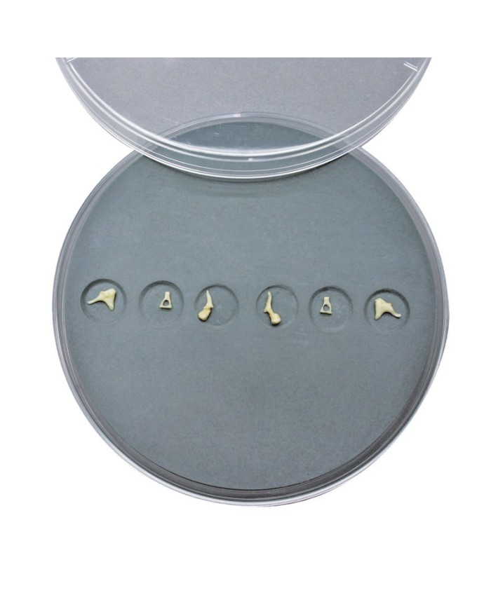 Set di ossicini dell orecchio Erler Zimmer E300