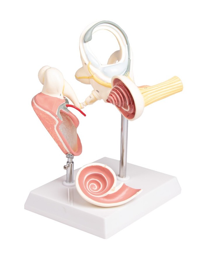 Labirinto con ossicini uditivi e timpano Erler Zimmer E339