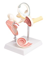 Labirinto con ossicini uditivi e timpano Erler Zimmer E339