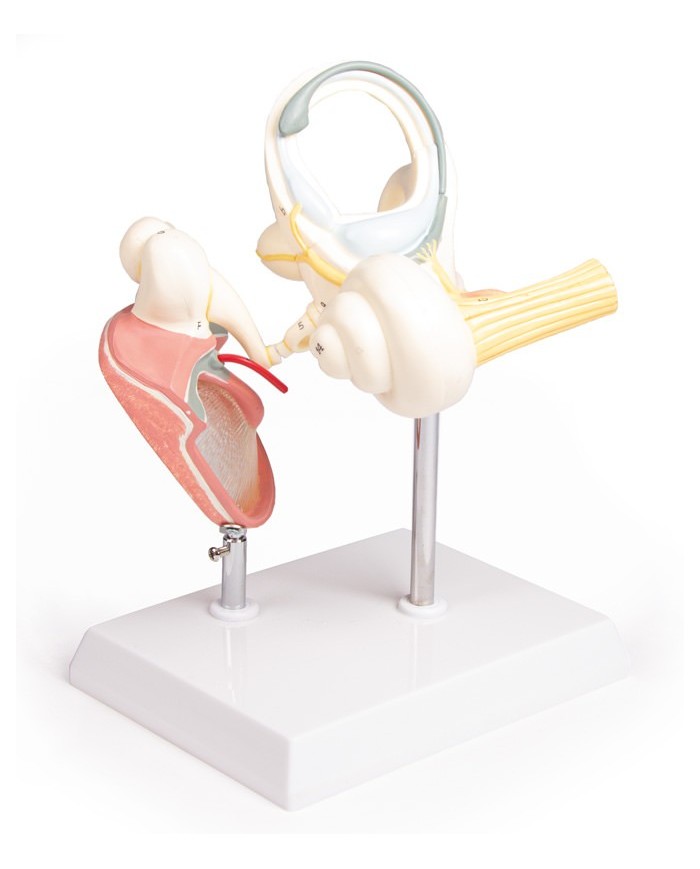 Labirinto con ossicini uditivi e timpano Erler Zimmer E339