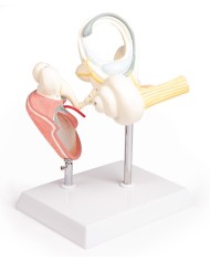 Labirinto con ossicini uditivi e timpano Erler Zimmer E339