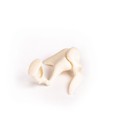 Ossicini dell orecchio ingranditi tre volte Erler Zimmer E338 Ossicini dell orecchio ingranditi tre volte Erler Zimmer E338