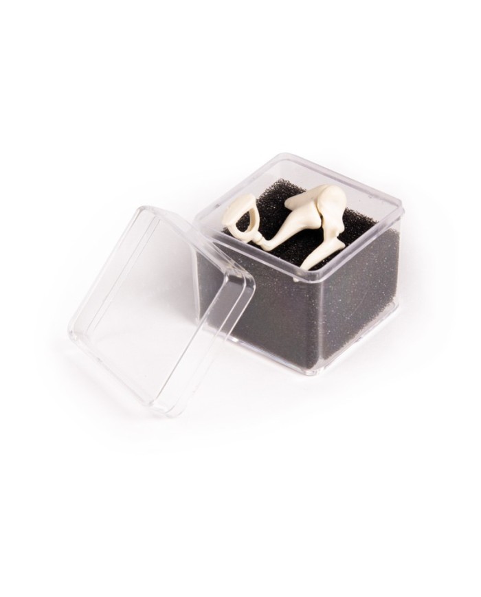 Ossicini dell orecchio ingranditi tre volte Erler Zimmer E338