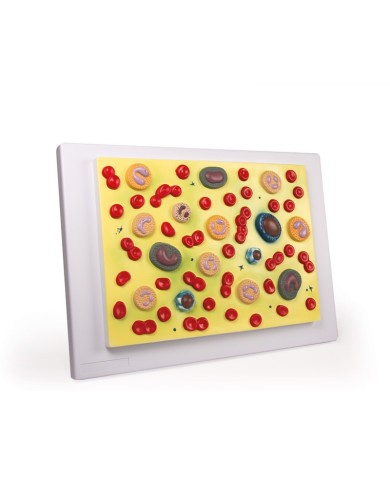 Modello anatomico di cuore con ghiandola del timo in 3 parti G108 Modello anatomico di cuore con ghiandola del timo in 3 parti G108