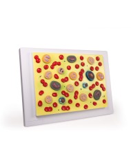 Modello anatomico di cuore con ghiandola del timo in 3 parti G108