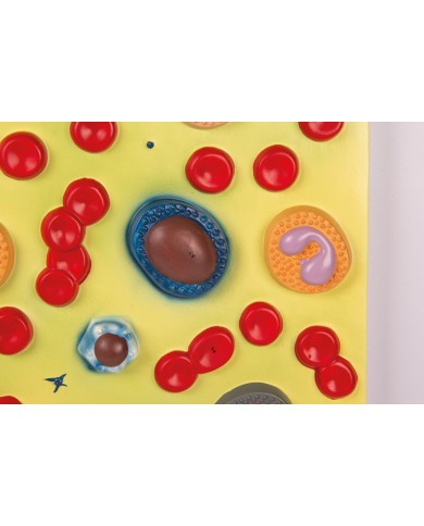 Modello anatomico di cuore con ghiandola del timo in 3 parti G108 Modello anatomico di cuore con ghiandola del timo in 3 parti G108