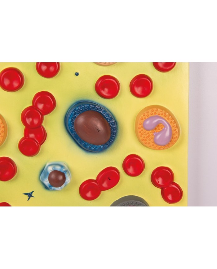 Modello anatomico di cuore con ghiandola del timo in 3 parti G108