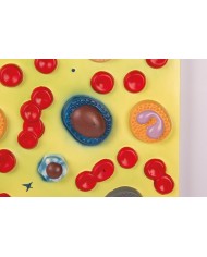 Modello anatomico di cuore con ghiandola del timo in 3 parti G108