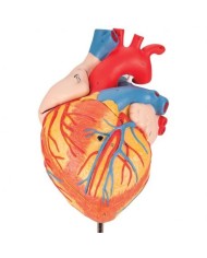 3B Scientic, Cuore ingrandito 2 volte, scomponibile in 4 parti G12