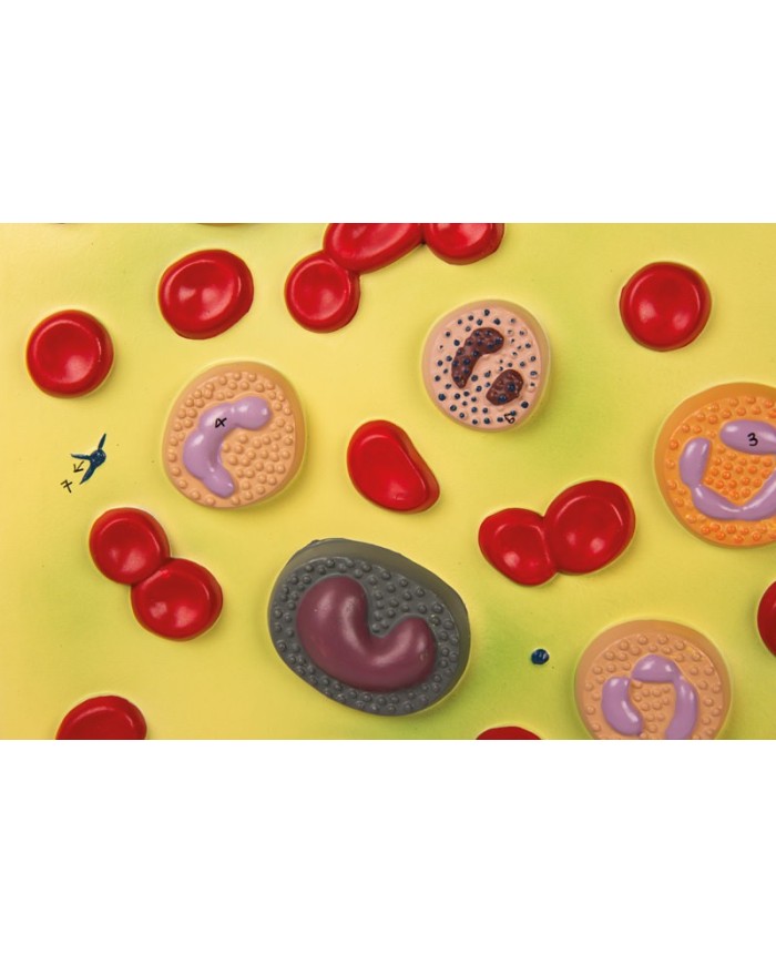 Modello anatomico di cuore con ghiandola del timo in 3 parti G108