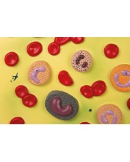 Modello anatomico di cuore con ghiandola del timo in 3 parti G108