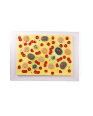 Modello anatomico di cuore con ghiandola del timo in 3 parti G108