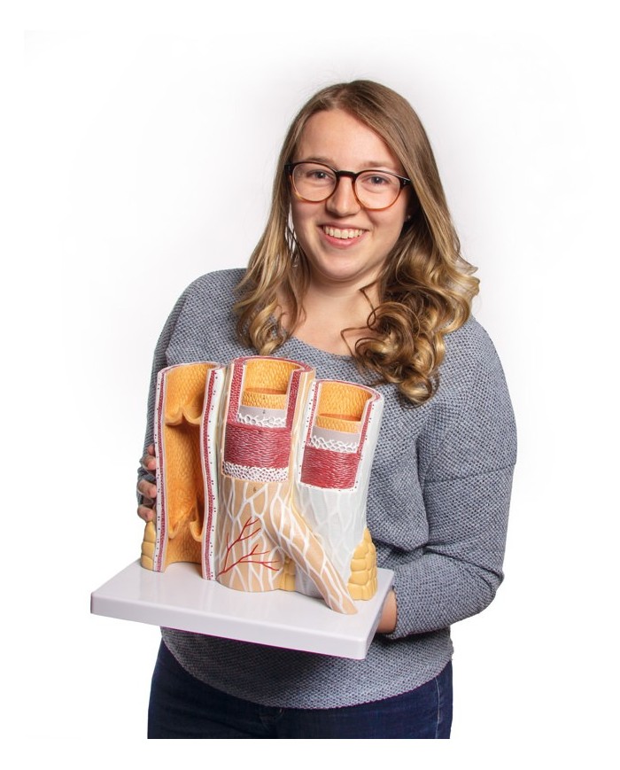 Modello anatomico di cuore con ghiandola del timo in 3 parti G108