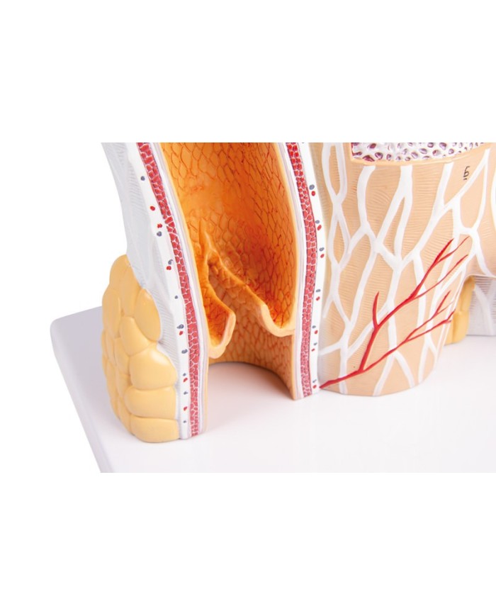 Modello anatomico di cuore con ghiandola del timo in 3 parti G108