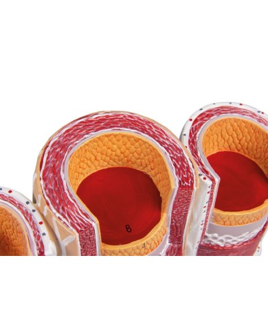 Modello anatomico di cuore con ghiandola del timo in 3 parti G108 Modello anatomico di cuore con ghiandola del timo in 3 parti G108