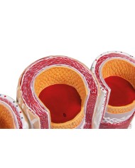 Modello anatomico di cuore con ghiandola del timo in 3 parti G108