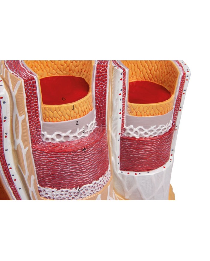 Modello anatomico di cuore con ghiandola del timo in 3 parti G108