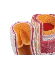 Modello anatomico di cuore con ghiandola del timo in 3 parti G108