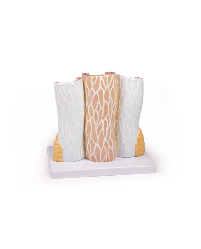 Modello anatomico di cuore con ghiandola del timo in 3 parti G108