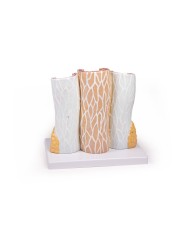 Modello anatomico di cuore con ghiandola del timo in 3 parti G108