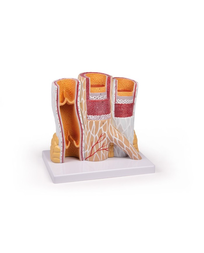 Modello anatomico di cuore con ghiandola del timo in 3 parti G108