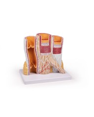 Modello anatomico di cuore con ghiandola del timo in 3 parti G108