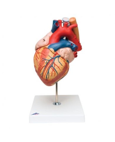 3B scientific, cuore con trachea ed esofago, ingrandito 2 volte, scomponibile in 5 parti G13 3B scientific, cuore con trachea ed esofago, ingrandito 2 volte, scomponibile in 5 parti G13