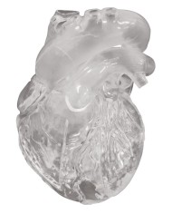 Modello didattico di cuore in materiale morbido e trasparente Erler Zimmer  Modello didattico di cuore in materiale morbido e trasparente Erler Zimmer