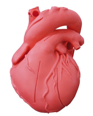 Modello Anatomico del Cuore - Modello Anatomico del Cuore Umano A Grandezza  Naturale - Modello Staccabile del Cuore di Anatomia Scientifica in 2 Parti  - per Aiuti alla Formazione Medica Educativa 