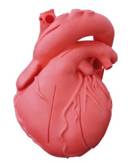 Modello didattico di cuore in materiale morbido Erler Zimmer G500
