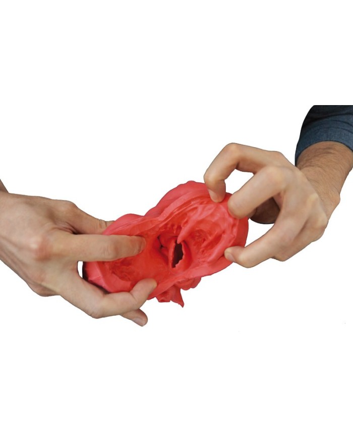 Modello didattico di cuore in materiale morbido Erler Zimmer G500