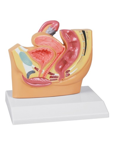 Erler Zimmer, modello anatomico di pelvi femminile in 3 parti H210 Erler Zimmer, modello anatomico di pelvi femminile in 3 parti H210