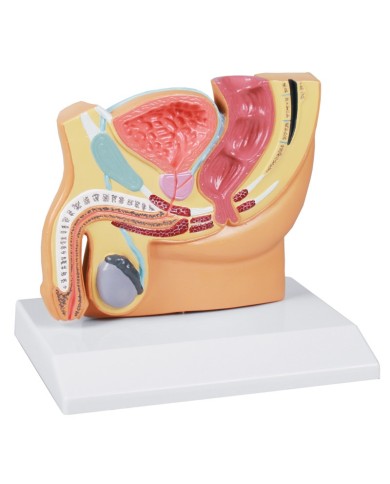 Erler Zimmer modello anatomico di pelvi maschile a grandezza dimezzata H22 Erler Zimmer modello anatomico di pelvi maschile a grandezza dimezzata H22