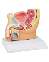 Erler Zimmer modello anatomico di pelvi maschile a grandezza dimezzata H22