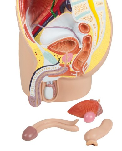 Erler Zimmer modello anatomico di pelvi maschile in 4 parti H211 Erler Zimmer modello anatomico di pelvi maschile in 4 parti H211
