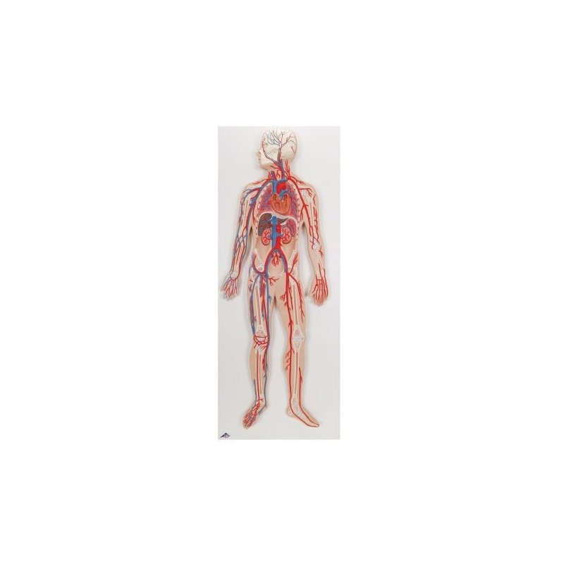 3B Scientific, poster medicina in rilievo. La circolazione sanguigna G30