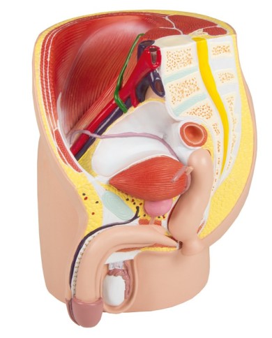 Erler Zimmer modello anatomico di pelvi maschile in 4 parti H211 Erler Zimmer modello anatomico di pelvi maschile in 4 parti H211